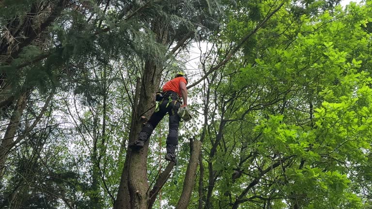 Best Fruit Tree Pruning  in Mineville, NY