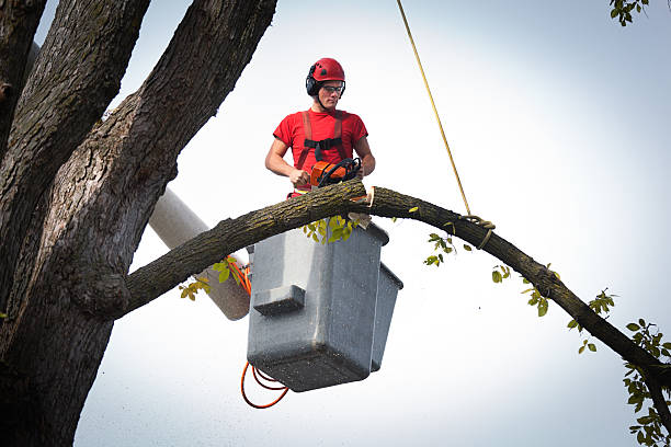 Best Hedge Trimming  in Mineville, NY